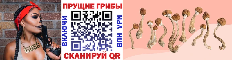 omg ССЫЛКА  Саянск  Псилоцибиновые грибы Psilocybe  продажа наркотиков 